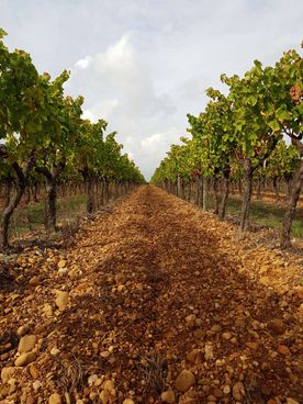 vignes 2