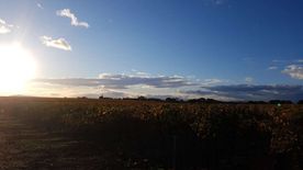 domaine vignes