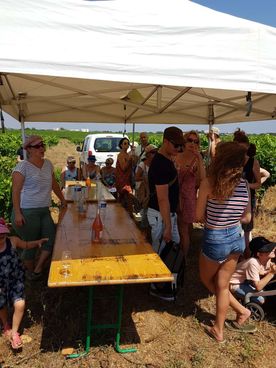 vendanges