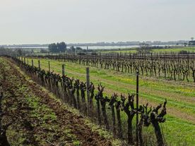 vignes 4