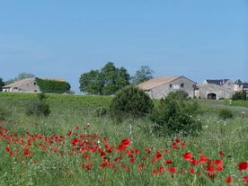 champs coquelicots