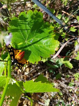 feuille et coccinelle