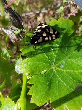feuille vigne