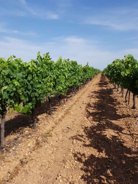 vignes