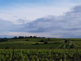 paysage vignes