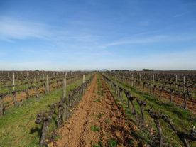 vignes 3